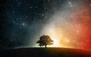 Landscape, Nature, Trees, Sky, Stars HD wallpaper