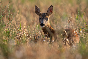 Roe Deer, Roe, grass, Animal, Deer HD wallpaper