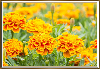 PRETTY MARIGOLDS, PRETTY, NATURE, FLOWERS HD wallpaper