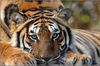 Tiger, eyes, great, wild HD wallpaper