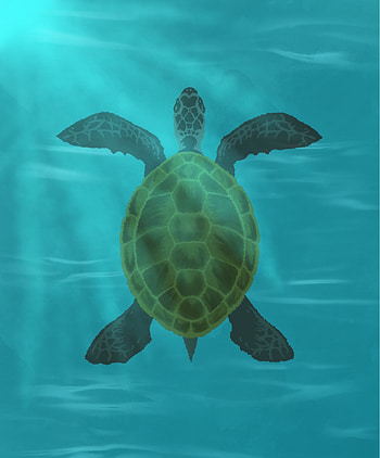 Water, Art, Glare, Carapace, Shell, Turtle HD phone wallpaper