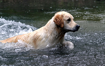 Animals, Water, Dog, Spray, Labrador, To Swim, Swim HD wallpaper