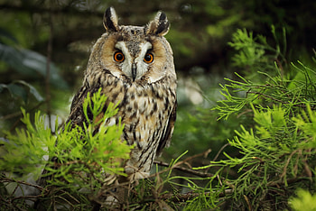 Animals, Needle, Owl, Branch, Predator HD wallpaper