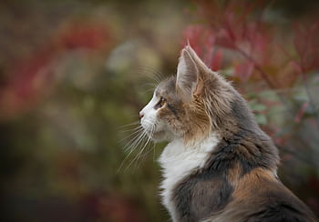 Close-up of a tabby cat's profile with focus on its fur and whiskers in an outdoor setting. HD wallpaper