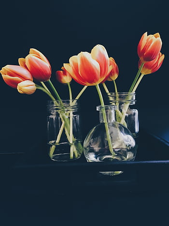 Striking orange and red tulips arranged beautifully in clear glass vases, set against a dark backdrop. HD phone wallpaper