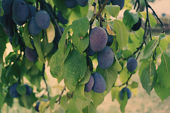 Food, Plum, Branch, Fruit HD wallpaper