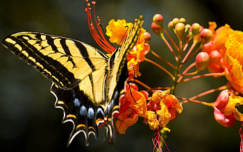 Grass, Flower, Macro, Pattern, Butterfly, Wings HD wallpaper