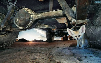 fennec fox, animal, wild, fox, fennec HD wallpaper