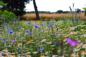 A colorful wildflower meadow with diverse blossoms creating a vibrant summer scene. HD wallpaper
