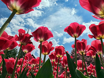 tulips and sky, blue, red, sky, nature, flowers, tulips HD wallpaper