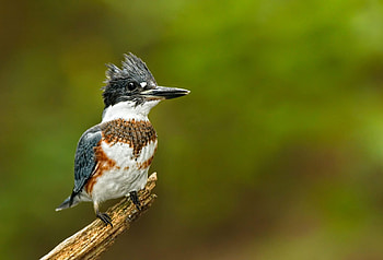 Kingfisher, Spiritual symbolism, Sacred bird, Connection to nature HD wallpaper