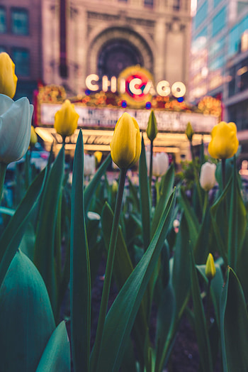 Flowers, Tulips, Bloom, Flowering, Flower Bed, Flowerbed HD phone wallpaper