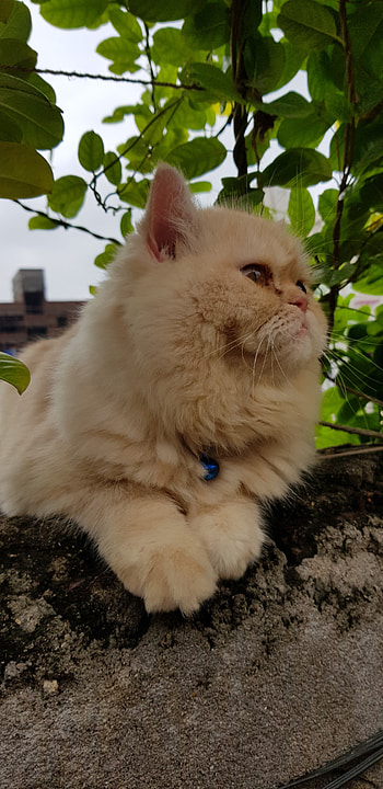 Cute persian cats ...., sky, whiskers HD phone wallpaper