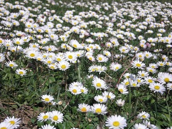 Daisies, flowers HD wallpaper