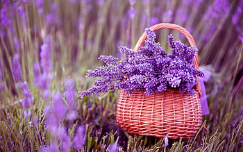 Lavender , Lavender fields, Nature's tranquility, Vibrant blooms HD wallpaper