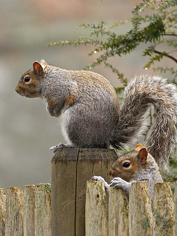 squirrel , Cute squirrel background HD phone wallpaper