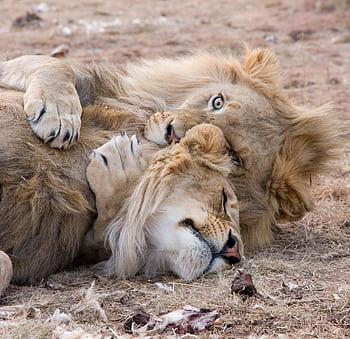 Two lions playfully wrestling on dry grass in Bo-Karoo, showcasing wildlife behavior. HD wallpaper