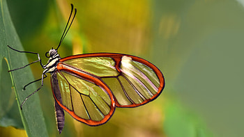 Beautiful butterfly Chromebook , and display, Captivating visuals, Striking combination HD wallpaper