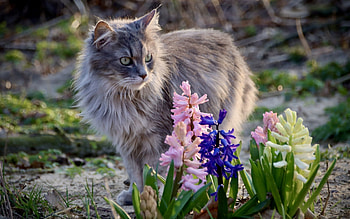 Maine Coon by Hyacinths, flowers, cat, Maine Coon, hyacinths HD wallpaper