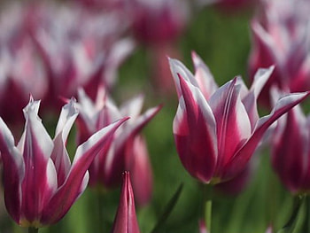 Tulip Gathering, colorful, nature, flowers, tulips HD wallpaper