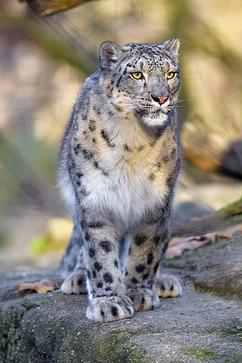Animals, Snow Leopard, Predator, Big Cat, Grey, Wildlife, Animal HD phone wallpaper