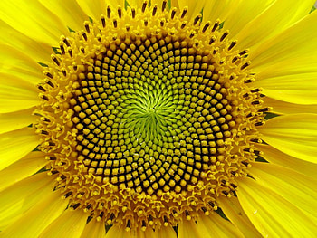 Sunflower, nature, petals, flower HD wallpaper