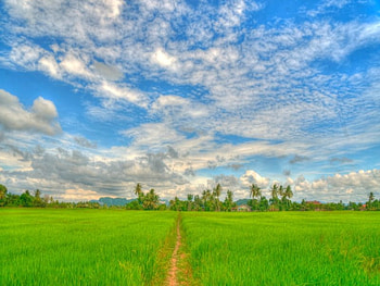 Feel , field, clouds, trees, sky, nature, grass HD wallpaper