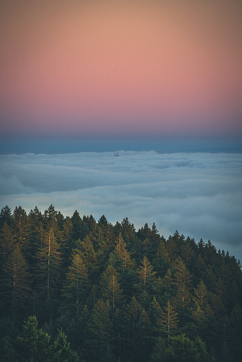 Nature, Trees, Sky, Clouds, Top, Fog, Tops HD phone wallpaper
