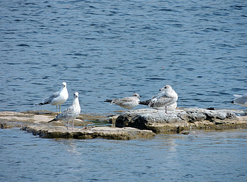 Birds On The Rocks, graphy, Rocks, Seagulls, Lake, Birds HD wallpaper
