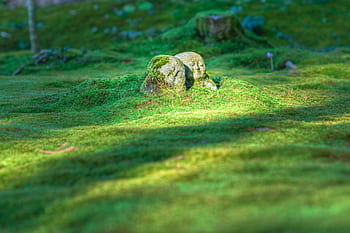 Serene stone Jizo statue amid lush green moss in a tranquil Japanese garden scene. HD wallpaper