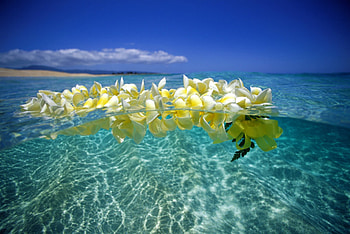 Plumeria, blue, summer, white, flower, water HD wallpaper