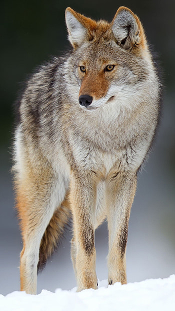 Coyote, Striking visuals, Captivating artwork, Awe-inspiring landscapes HD phone wallpaper