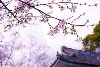 Delicate cherry blossom branch with a traditional Japanese roof in the background during spring. HD wallpaper
