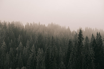Nature, Trees, Pine, Forest, Fog HD wallpaper