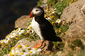 Animals, Stones, Camomile, Bird, Dead End, Cul-De-Sac, Atlantic HD wallpaper
