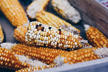 Food, Vegetables, Corn, Maize, Cobs HD wallpaper