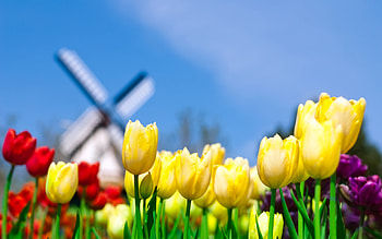 Field of tulips Germany travel and world - Wicked - | Travel and World | Pinterest | Germany travel HD wallpaper
