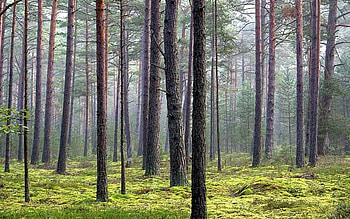 Pine Forest in Kurzeme, Latvia, pine, trees, Latvia, nature, forest HD wallpaper