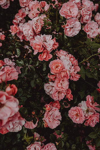 Flowers, Roses, Bush, Bloom, Flowering HD phone wallpaper