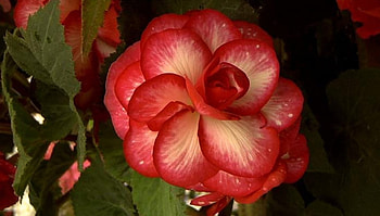 Amazing Rose, rose, amazing, red, flower HD wallpaper
