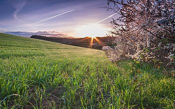 Nature, Flowers, Grass, Bloom, Flowering, Field HD wallpaper