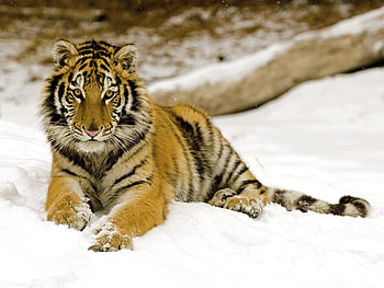 Animals, Snow, Young, Predator, Tiger, Joey HD wallpaper