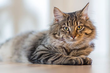 Fluffy tabby cat lounging indoors, exuding calm and curiosity. HD wallpaper