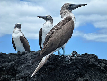 Blue footed booby, Volant travel, Bird, Distinctive HD wallpaper