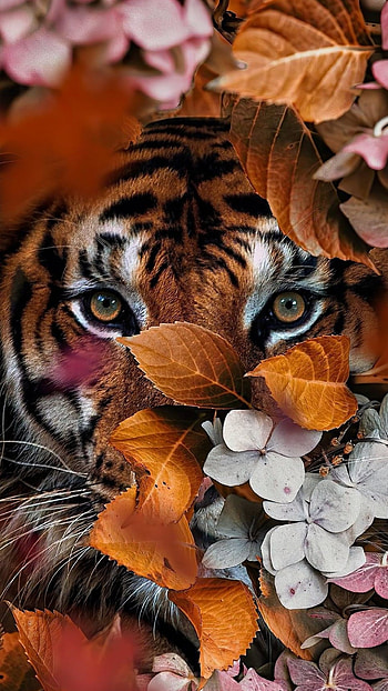 Eyes of the tiger, eye, flowers, animal, wild HD phone wallpaper