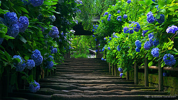 Nature - windows 10 HD wallpaper