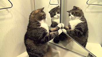 Maru the cat, Cat , Cute feline , Adorable cat HD wallpaper