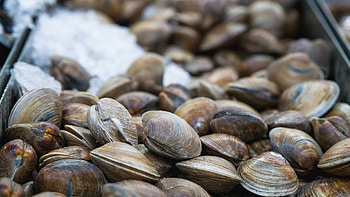 Fresh seafood, Quality guarantee, Ocean's bounty, Culinary delight HD wallpaper