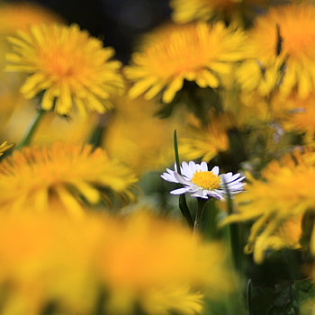 Flowers, Summer, Camomile, Blur, Smooth, Chamomile, Wild Flower, Field Flower HD phone wallpaper