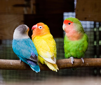 All types of lovebirds, Species, Variety, Birds HD wallpaper